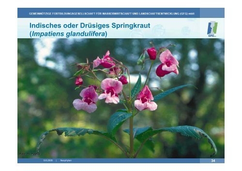 Indisches oder Drüsiges Springkraut (Impatiens glandulifera)