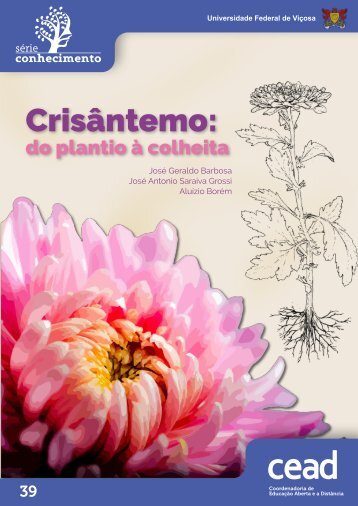 Crisântemo: do plantio à colheita