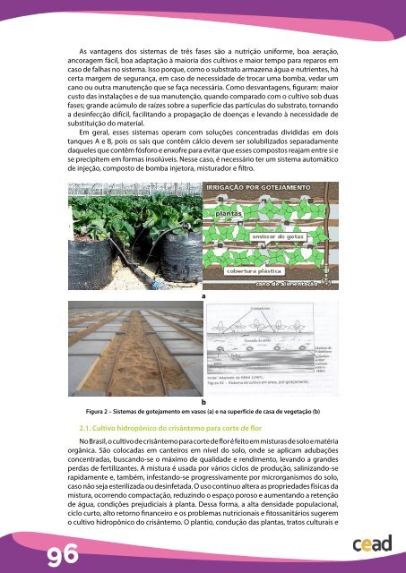 Crisântemo: do plantio à colheita