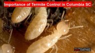 Importance of Termite Control in Columbia SC