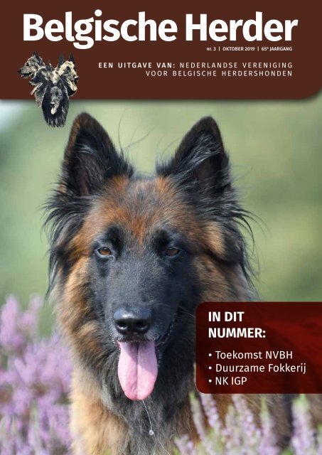 Belgische Herder nr 3