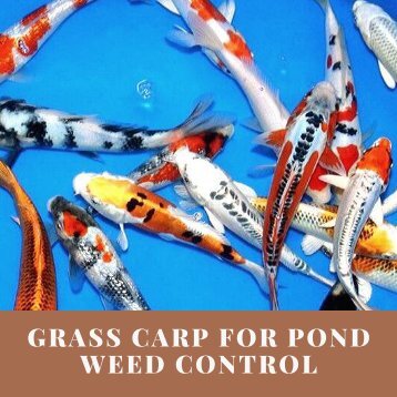 Grass Carp For Pond Weed Control | SmithCreekFishFarm