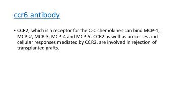 ccr6 antibody