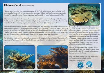 ESA Corals From the Gulf of Mexico