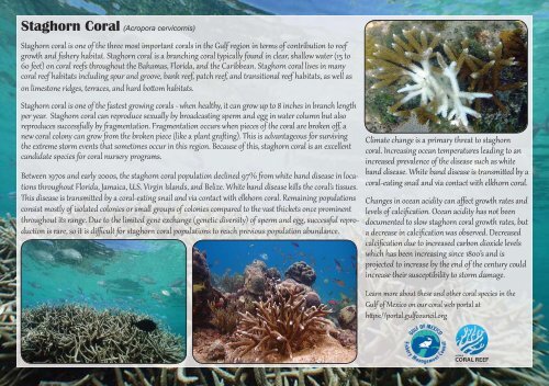 ESA Corals From the Gulf of Mexico