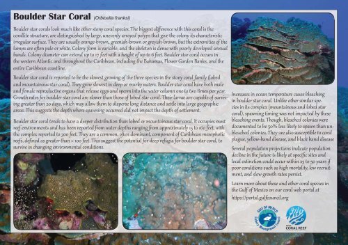 ESA Corals From the Gulf of Mexico
