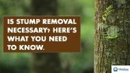 Is Stump Removal Necessary? Here’s What You Need To Know. 