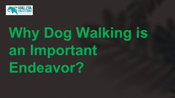 Why Dog Walking is an Important Endeavor