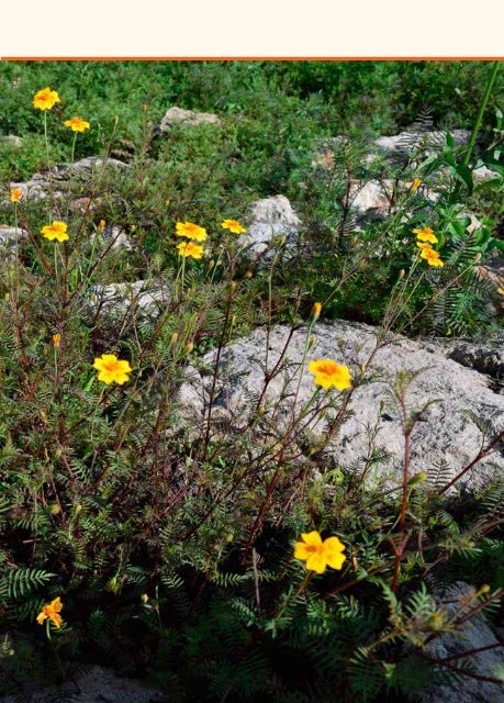 Monografía de las plantas medicinales de Michoacán. 1. Hierbas y bejucos nativos, por Santiago Arizaga