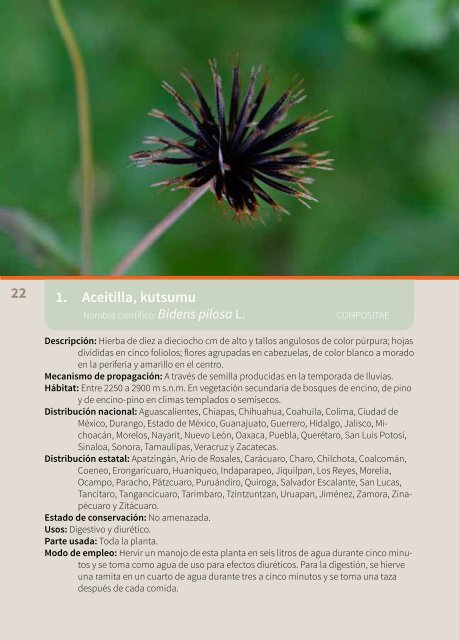 Monografía de las plantas medicinales de Michoacán. 1. Hierbas y bejucos nativos, por Santiago Arizaga