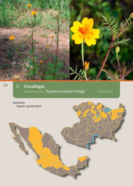 Monografía de las plantas medicinales de Michoacán. 1. Hierbas y bejucos nativos, por Santiago Arizaga