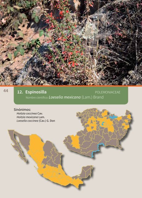 Monografía de las plantas medicinales de Michoacán. 1. Hierbas y bejucos nativos, por Santiago Arizaga