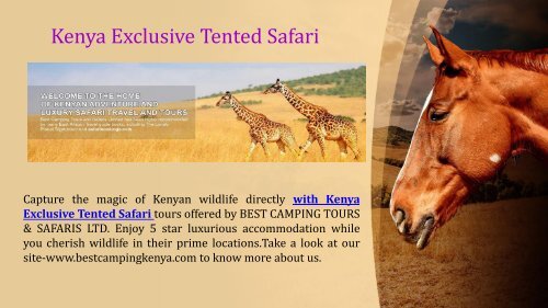 Best Camping Tours and Safaris