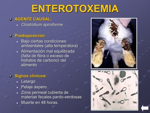 ENFERMEDADES-CONEJOS