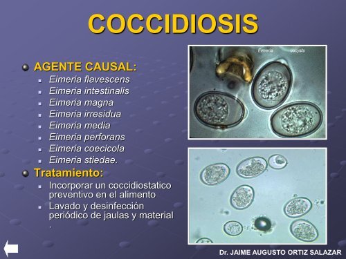 ENFERMEDADES-CONEJOS