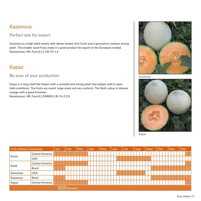 Enza Zaden melon