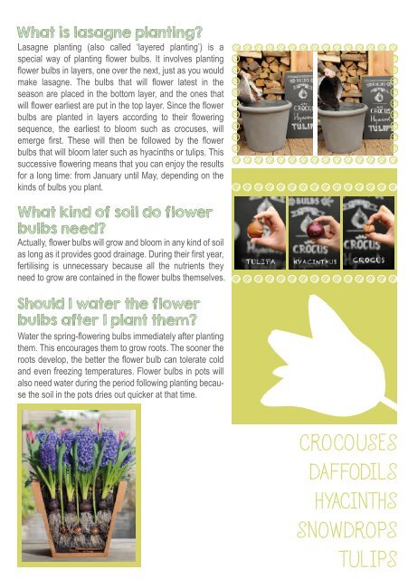 Discover flower bulbs, you will be glad you did
