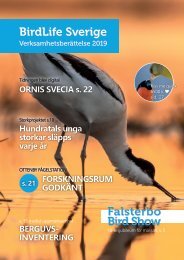 Verksamhetsberättelse BirdLife Sverige 2019