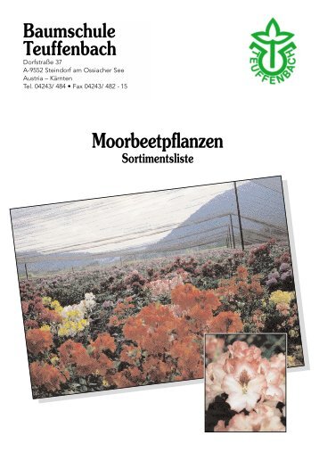 Rhododendron Hybriden - in der Baumschule