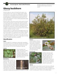 Glossy buckthorn - Michigan Natural Features Inventory