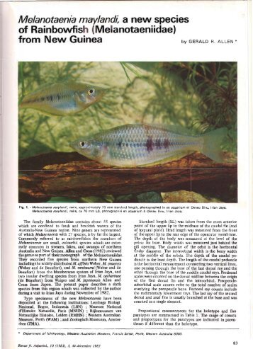 Allen (1983) Melanotaenia maylandi - regenbogenfische.com