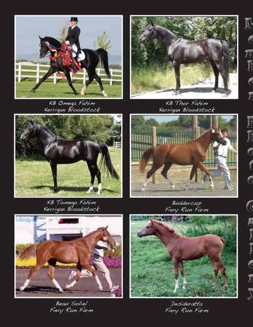 Arabian Sport Horse Alliance 2015 - 2016 Directory & Yearbook