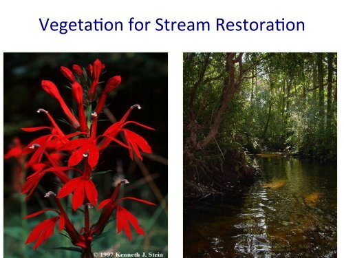 Vegetation for Stream Restoration - Alabama Cooperative Extension ...