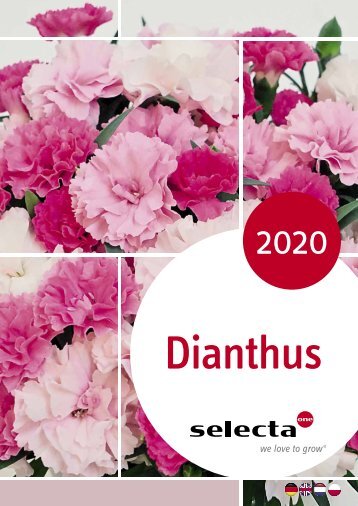 selecta Dianthus 2020 NE-DE