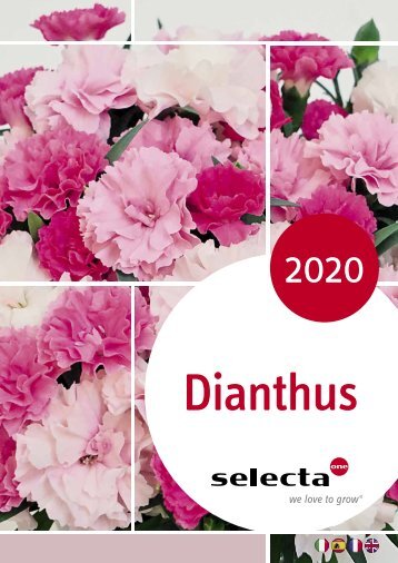 selecta Dianthus 2020 SE-IT