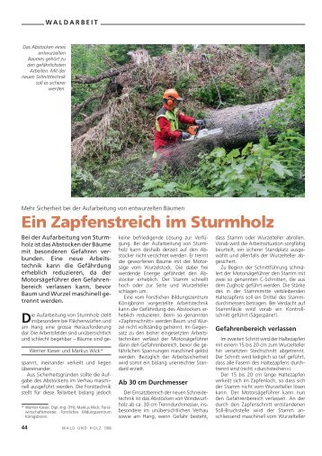 Ein Zapfenstreich im Sturmholz - Waldwissen.net