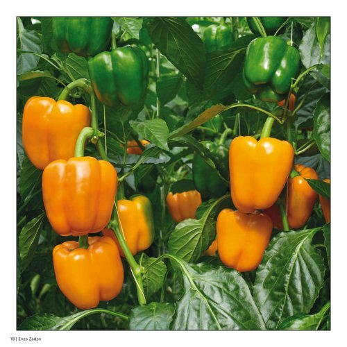 Paprika
