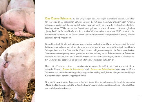 Duroc Strohschwein