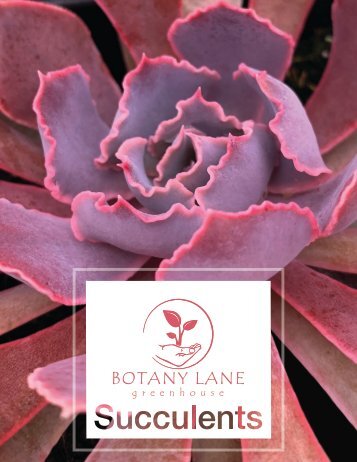 Botany Lane Succulents