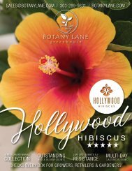 Hollywood Hibiscus