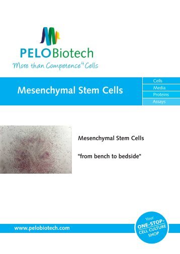 Overview MSCs