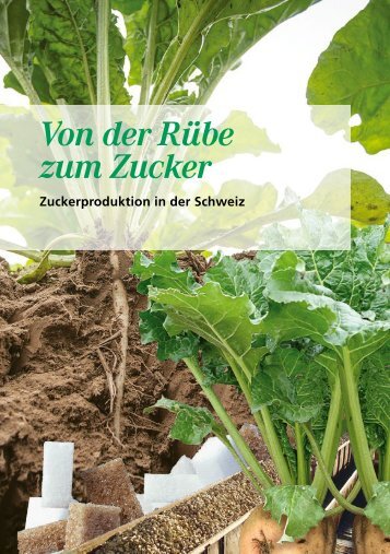 Von der Rübe zum Zucker