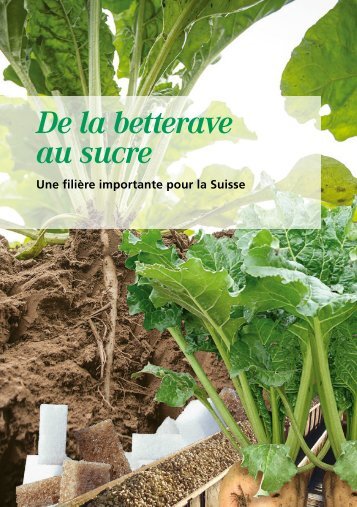 De la betterave au sucre