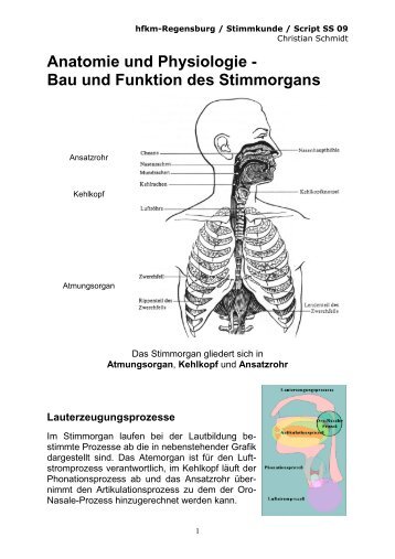 Anatomie und Physiologie - Bau und Funktion des Stimmorgans