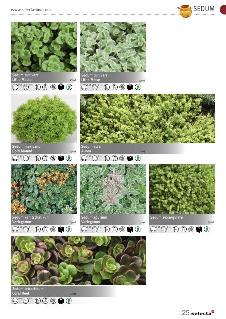 selecta Perennials and Chrysanthemum 2021 Gastager