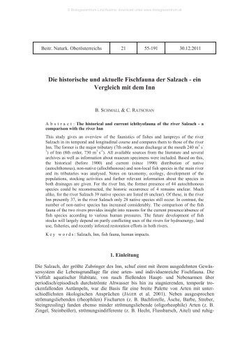 Die historische und aktuelle Fischfauna der Salzach ... - Ratschan.at