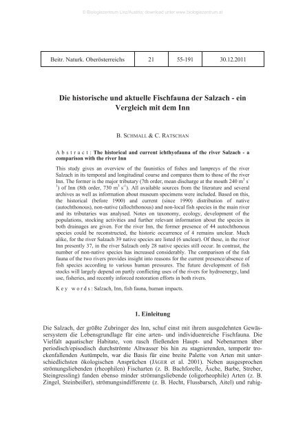 Die historische und aktuelle Fischfauna der Salzach ... - Ratschan.at