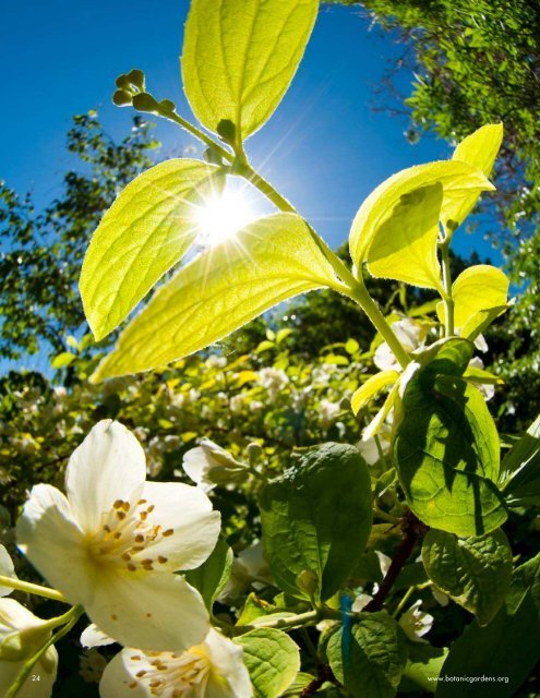2011 ANNUAL REPORT - Denver Botanic Gardens