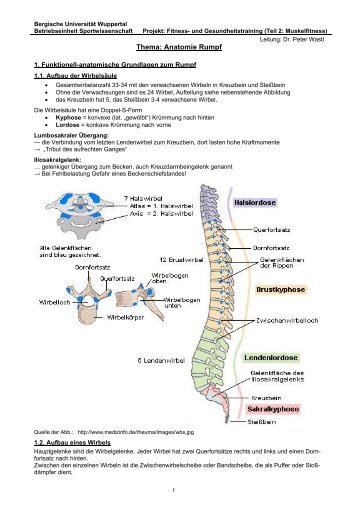 08 Rumpf-Anatomie - Fachbereich Sportwissenschaft der Universität ...