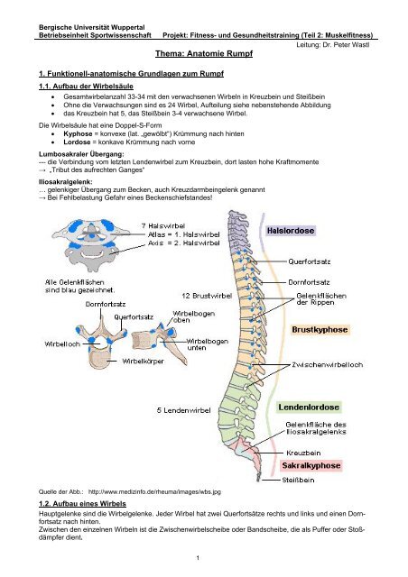 08 Rumpf-Anatomie - Fachbereich Sportwissenschaft der Universität ...