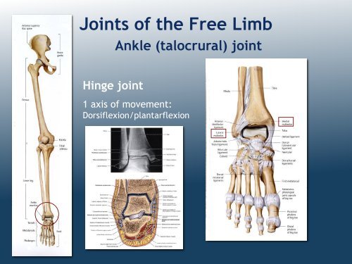 Organization of Lower Limb (MK Eastman) PDF - Ohio University ...