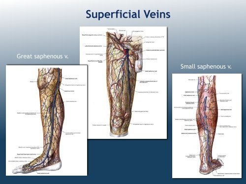 Organization of Lower Limb (MK Eastman) PDF - Ohio University ...