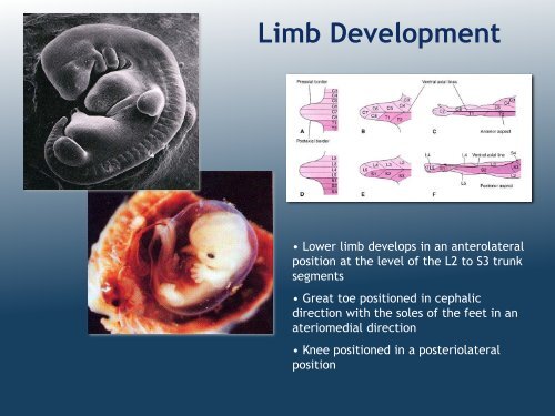 Organization of Lower Limb (MK Eastman) PDF - Ohio University ...