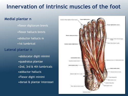 Organization of Lower Limb (MK Eastman) PDF - Ohio University ...