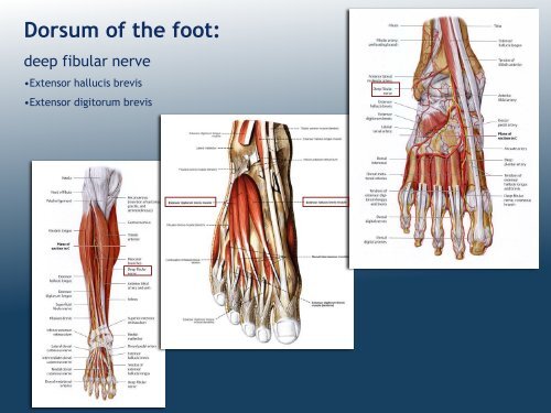 Organization of Lower Limb (MK Eastman) PDF - Ohio University ...