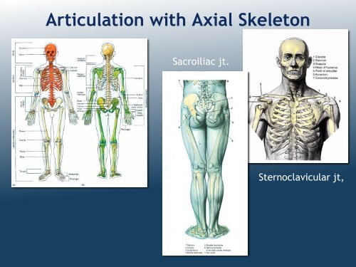 Organization of Lower Limb (MK Eastman) PDF - Ohio University ...